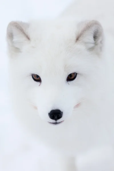 Lis arktyczny — Zdjęcie stockowe