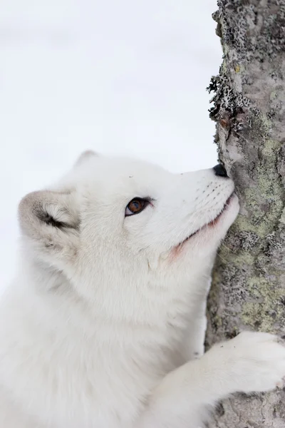 Raposa ártica — Fotografia de Stock