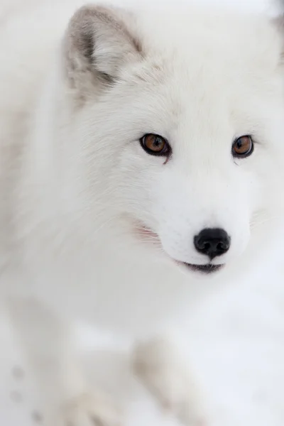 Raposa ártica — Fotografia de Stock