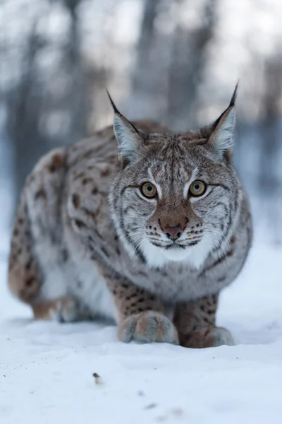 Lynx dans la neige — Photo