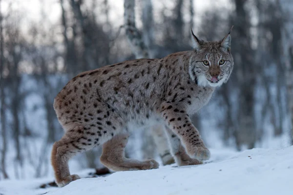 Lynx in de sneeuw — Stockfoto