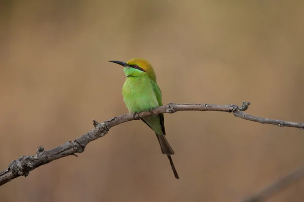 Indian green bee eater — Stock Photo, Image