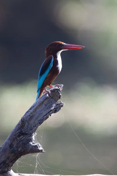 Kingfisher on a log — Stock Photo, Image