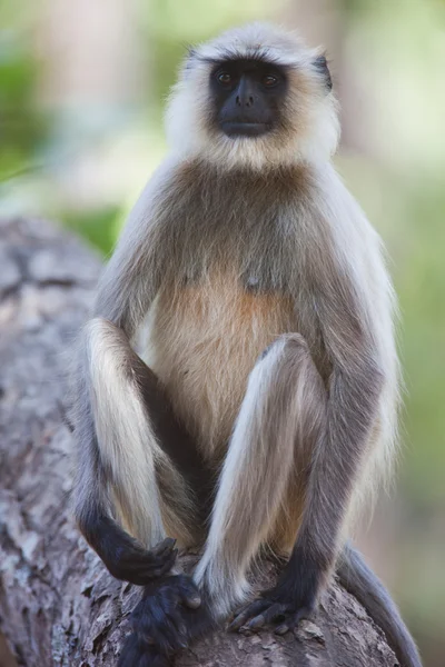 Macaco Langur comum na Índia — Fotografia de Stock