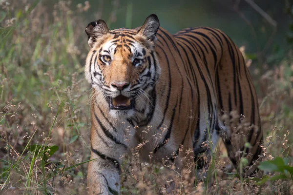 ベンガルの虎 — ストック写真