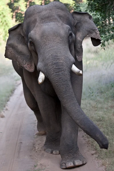 Elefante asiático caminhando — Fotografia de Stock