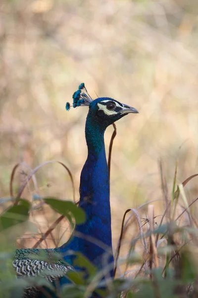 Peacock in the jungle — Stock Photo, Image