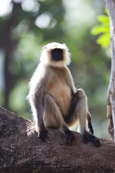 Common Langur monkey in India — Stock Photo, Image