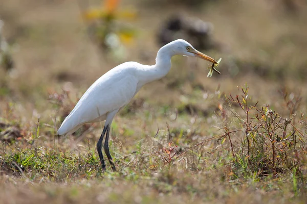 stock image Cattle egret with grasshopper