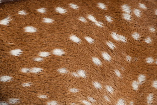 Spotted deer fur pattern — Stock Photo, Image