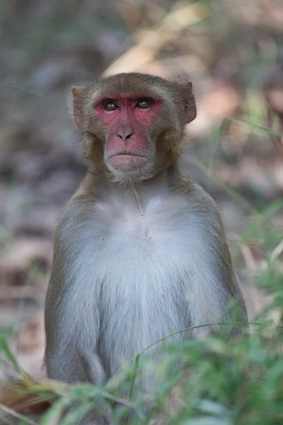Rhesus makaak monkey — Stockfoto