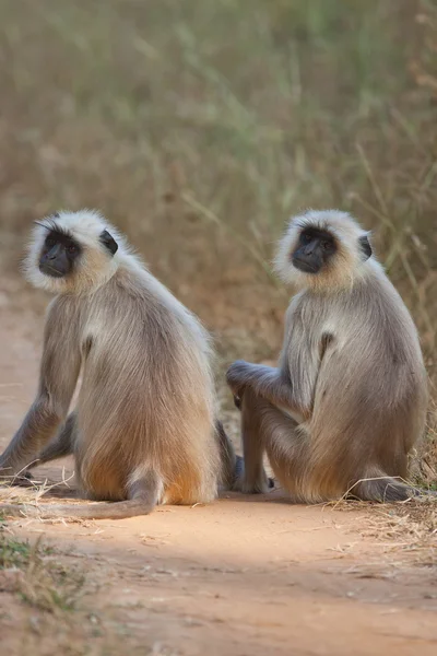Společné opice v Indii — Stock fotografie