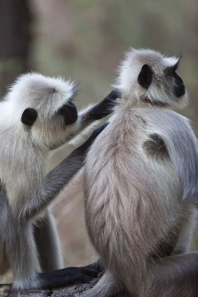 Common Langur monkeys grooming — Stock Photo, Image