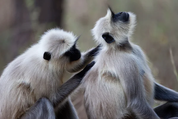 Scimmia Langur comune in India — Foto Stock