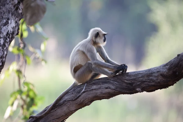 Gemensamma langur monkey i Indien — Stockfoto