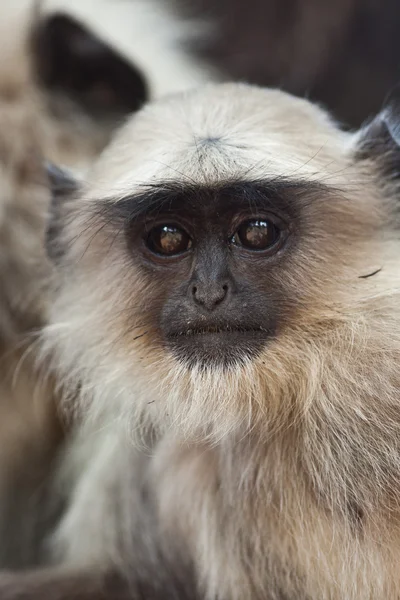 Gemensamma langur monkey i Indien — Stockfoto