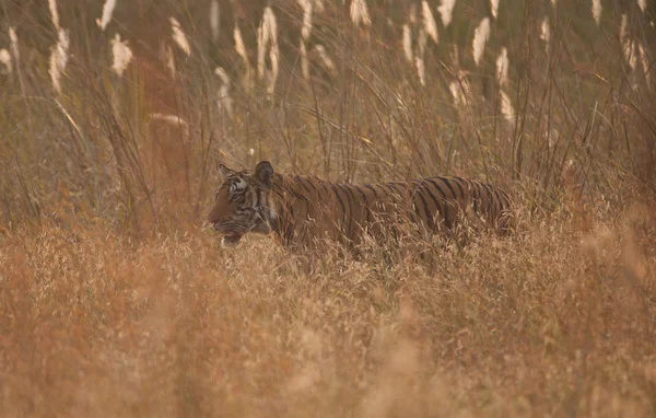 Tigre de Bengala en hierba — Foto de Stock