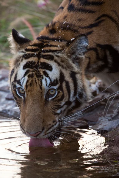 Bengala Tigre água potável — Fotografia de Stock