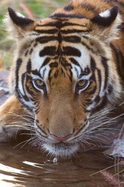 Bengala Tigre água potável — Fotografia de Stock