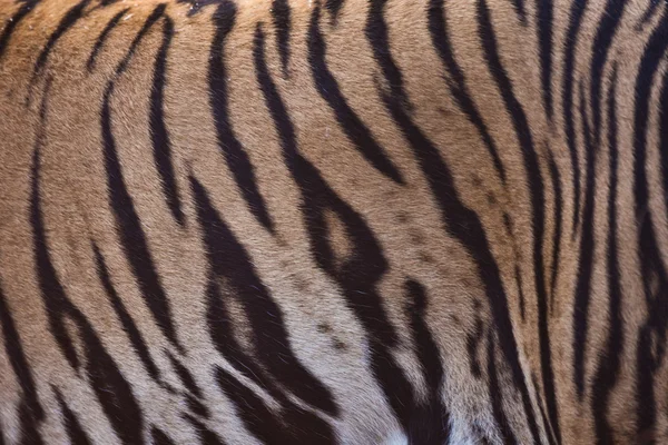 Patrón de piel de tigre de Bengala —  Fotos de Stock