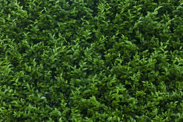 Funda yaprağı — Stok fotoğraf