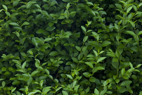 stock image Shrub leaves