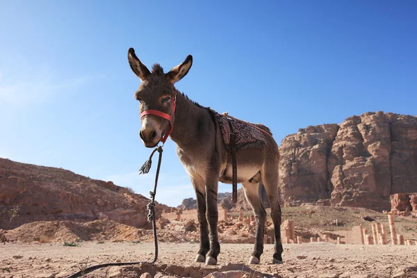 Burro en Petra, Jordania — Foto de Stock