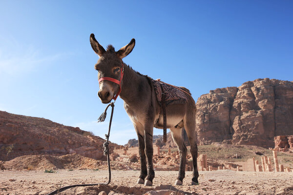 Donkey in Petra, Jordan