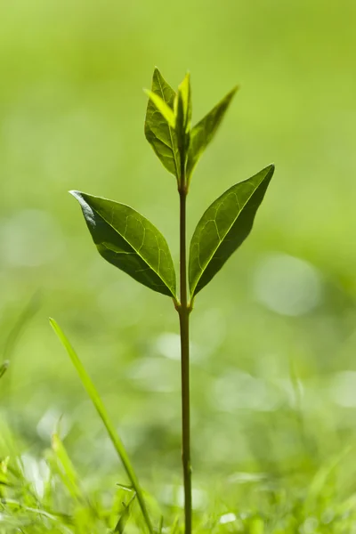 Yeşil bitki büyüyen — Stok fotoğraf