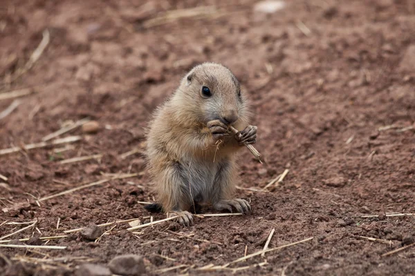 Bébé Marmotte (chien de prairie, gopher) mangeant de la paille — Photo