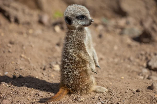 Bebek meerkat — Stok fotoğraf
