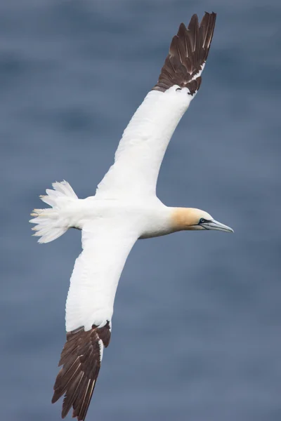 Gannet pájaro —  Fotos de Stock