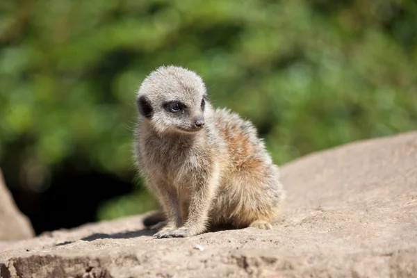 Meerkat bebê — Fotografia de Stock