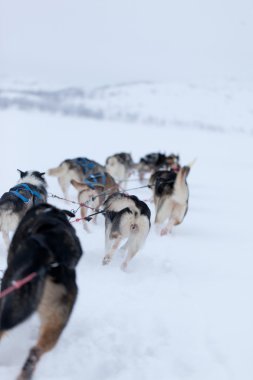 husky köpek yarışı