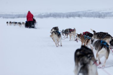 Husky dogs racing clipart