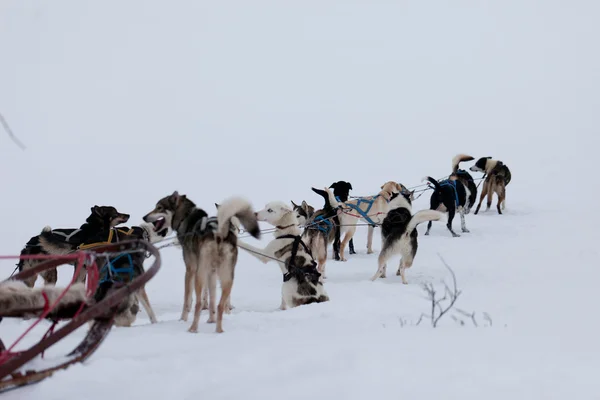 Husky dogs racing — Stock Photo, Image