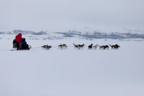 Husky hundar racing — Stockfoto