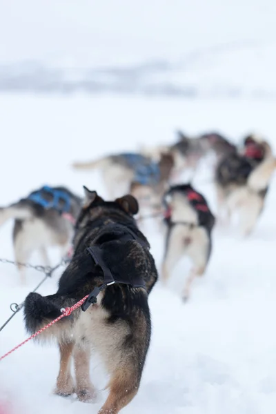 Husky köpek yarışı — Stok fotoğraf