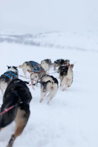 Husky hundar racing — Stockfoto