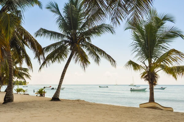 Handpalmen op de tropisch strand — Stockfoto