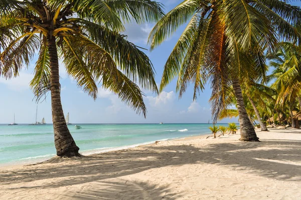 Handpalmen op de tropisch strand — Stockfoto