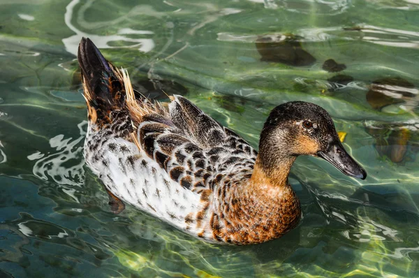 Duck In The Pond — Stock Photo, Image