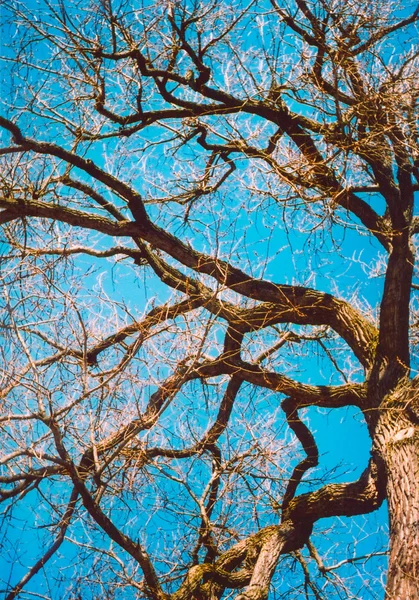 Ramous ramos de árvore Imagens Royalty-Free
