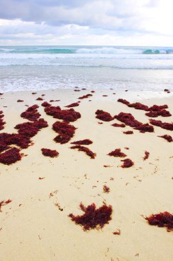 The beach with seaweeds