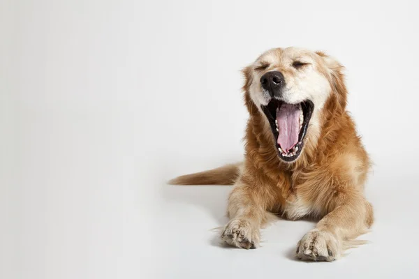 犬のあくび — ストック写真