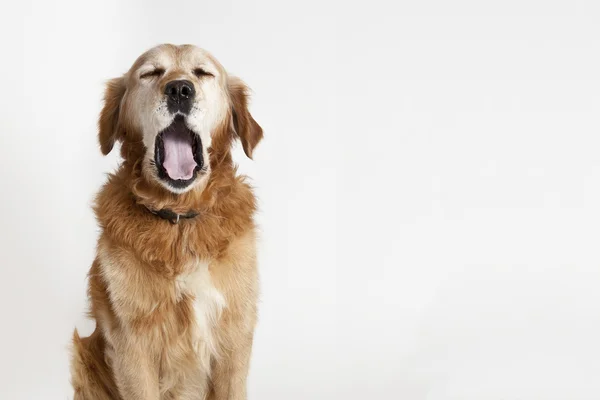 Зевающая собака — стоковое фото
