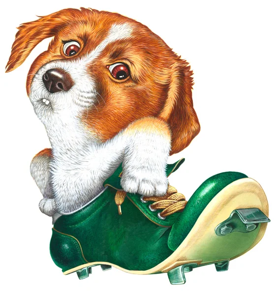 Ένα μικρό σκυλί σε ένα παπούτσι ακίδα — Φωτογραφία Αρχείου