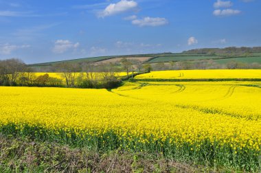 Rapeseed field clipart