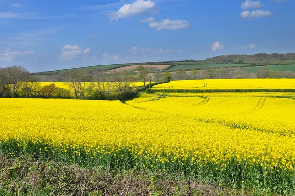 stock image Rapeseed field