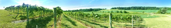 Winery Growing Grapes - Wide Angle Panorama — Zdjęcie stockowe